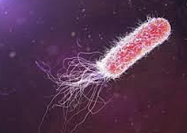 Pseudomona aeuroginosa