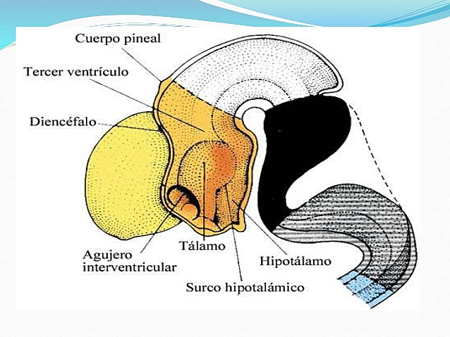 Martin Heinrich Rathke