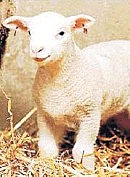 Steen Malte Willadsen