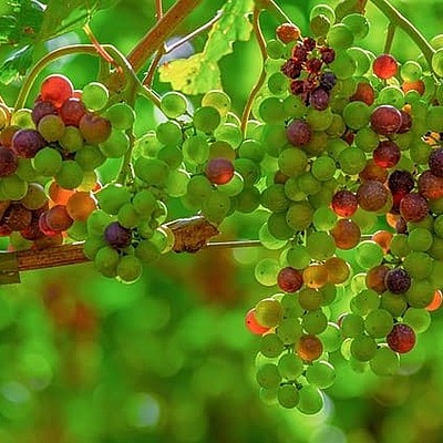 Timeline: Historia de los conceptos de causa y enfermedad: paralelismo entre la Medicina y la Fitopatología