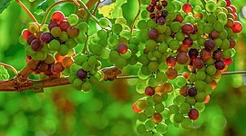 Timeline: Historia de los conceptos de causa y enfermedad: paralelismo entre la Medicina y la Fitopatología