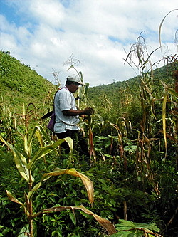 La creación de ciudades de los mayas