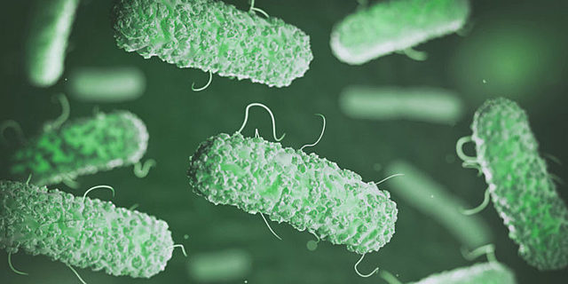 Bacterias Independientes