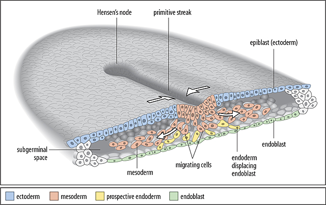 Capas Germitivas Embrionarias