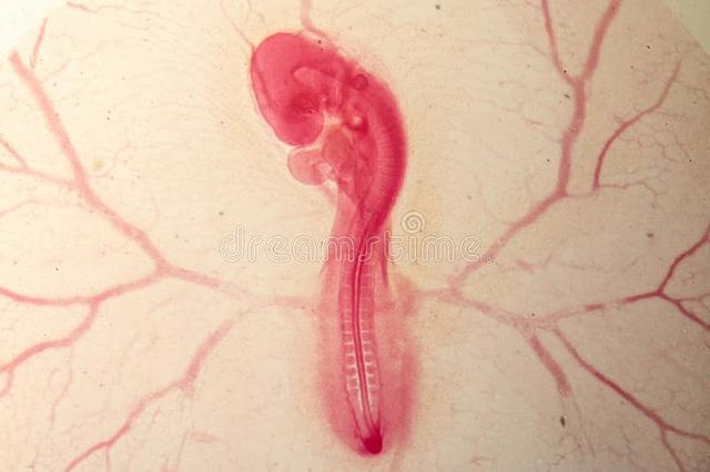 William Harvey embrión pollo