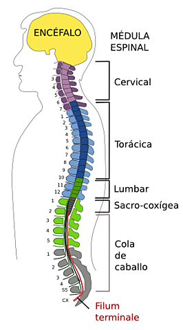 Medula Espinal