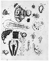 Caspar Friedrich Wolff