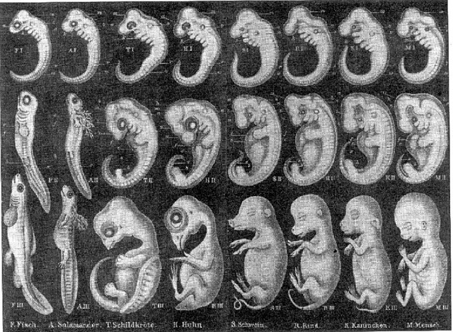 Ernst Haeckel (1834-1919)