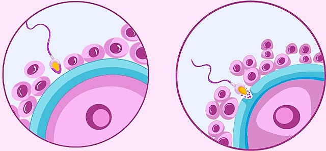 Etapas de Fecundación (1 a 5)