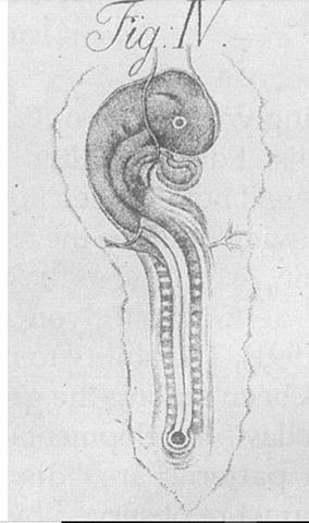 Eduard José d'Alton