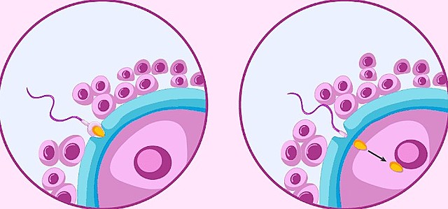 Etapas de Fecundación (6 a 9)