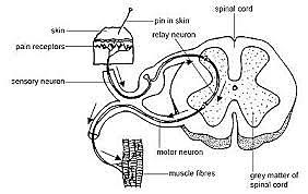 Sistema natural de los nervios