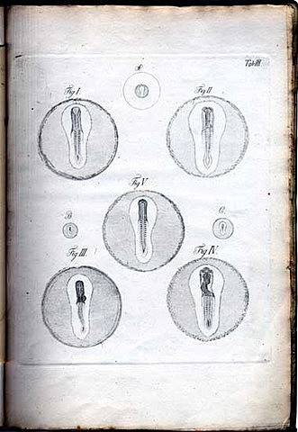 Pander y Eduard Joseph d'Alton