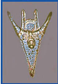 Hans Adolf Eduard Driesch