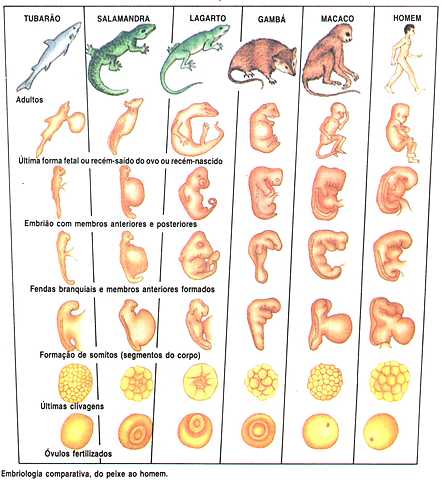 Rudolph Albert von Kölliker (1817 - 1905)