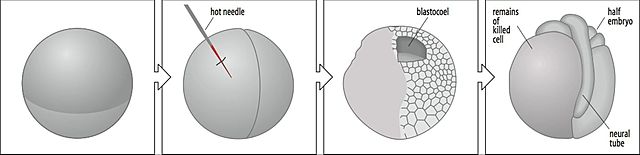 Wilhelm Roux (1850 - 1924)