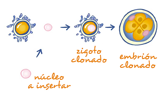 Hans Spemann (1869 - 1941)