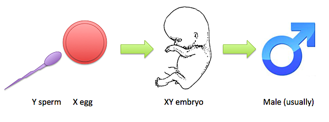 Nettie Maria Stevens (1861 - 1912)