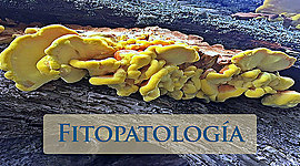 Timeline: Historia de los conceptos de causa y enfermedad: paralelismo entre la Medicina y la Fitopatología