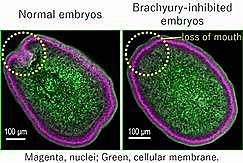 Salome Gluecksohn-Schoenheimer (1907 - 2007)