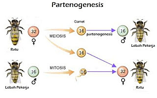 Charles Bonnet (1720 - 1793)