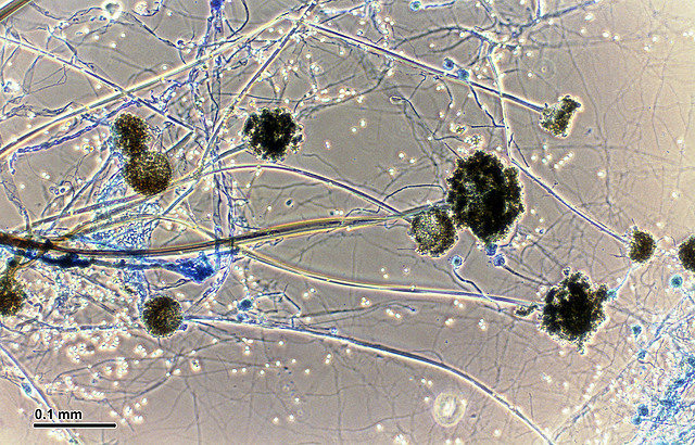 Robert Hooke (1635 - 1703)