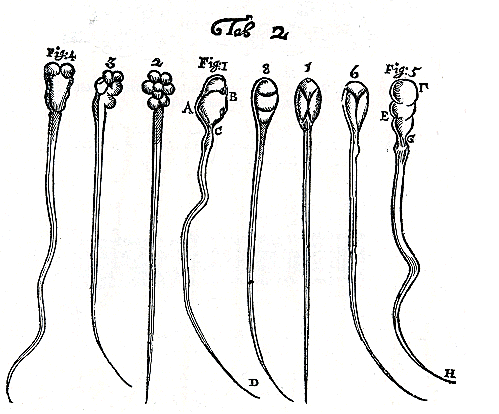 Anton van Leeuwenhoek (1632-1723)