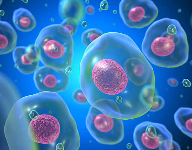 Matthias Schleiden (1804-1881) y Theodor Schwann (1810-1882)