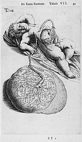 Hieronymus Fabricius de Acquapendente (1533-1619)