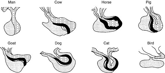 Martin Heinrich Rathke (1793-1860)