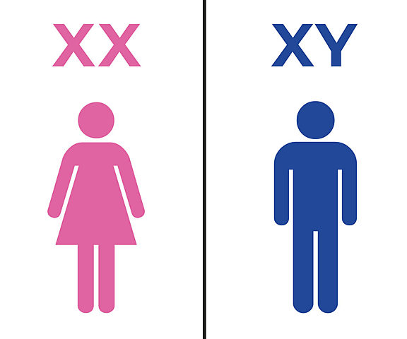 Edmund Beecher Wilson y Nettie Maria Stevens