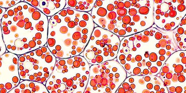 Theodor Schwann (1810-1882)