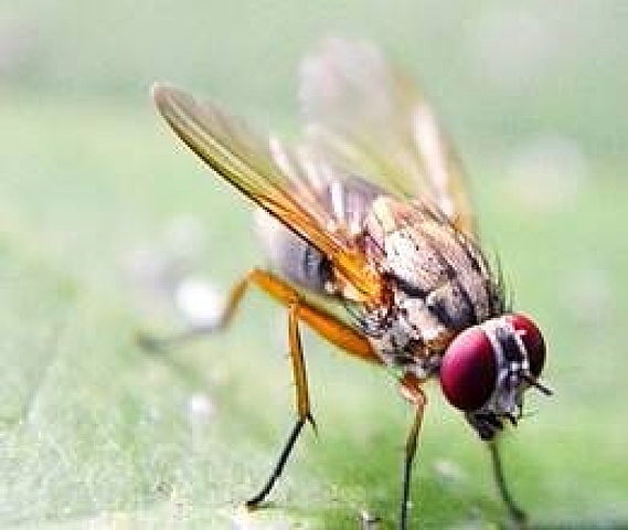 Conrad Hal Waddington