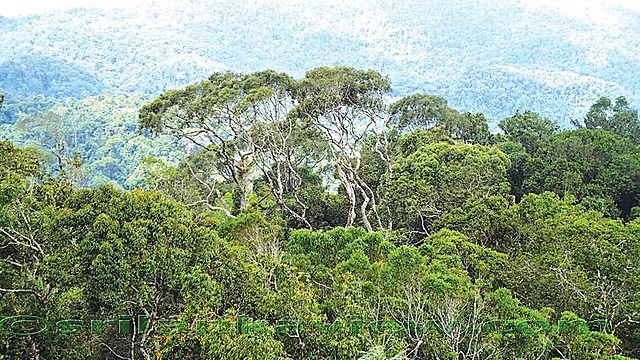 Sinharaja en Sri Lanka