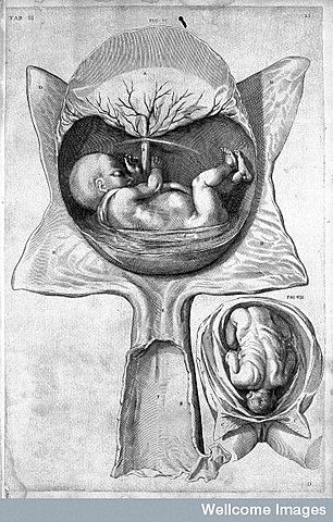 Hieronymus Fabricius of Acquapendente