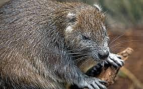 Comercio de pieles de castor con europeos