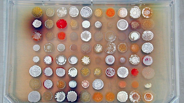 Microorganismos como fuente de fármacos