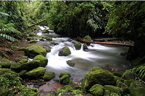 Estrategia de la OMS