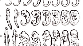 Timeline: Historia de los científicos y sus aportaciones a al biológica del desarrollo