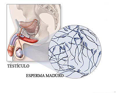 Rudolph Albert von Kolker