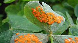 Timeline: Historia de los conceptos de causa y enfermedad: paralelismo entre la Medicina y la Fitopatología