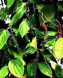 La enfermedad y la religion. "La literatura Veda".