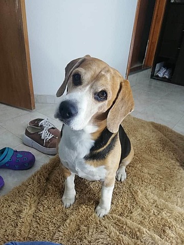 Año de nacimiento MASCOTA