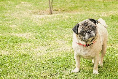 MI PRIMERA MASCOTA ♥ MILA ♥