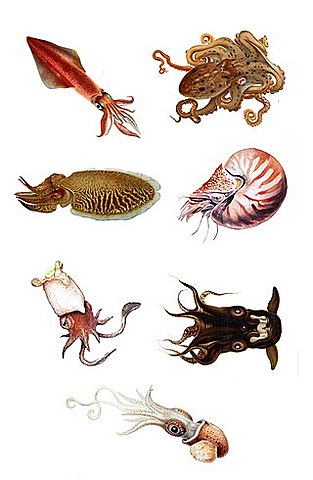 PRIMEROS CEFALOPODOS