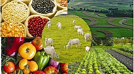 Timeline: EXTENSIÓN AGRÍCOLA - Erika Vanegas