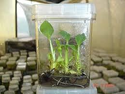 1934 - CULTIVO DE TEJIDOS VEGETALES