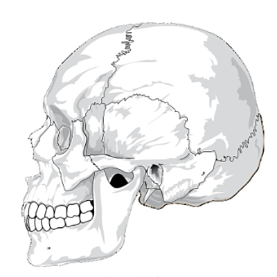 Timeline:  ¿De dónde viene y para dónde va el cerebro?