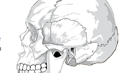 Timeline:  ¿De dónde viene y para dónde va el cerebro?
