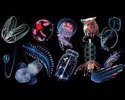 El surgimiento del sistema nervioso.